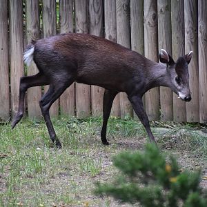 Tufted deer
