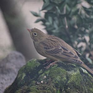 Ortolan bunting