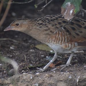 Corn crake