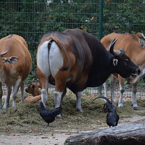 Javan banteng