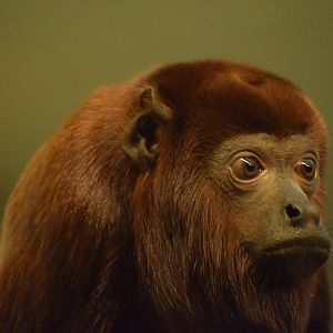 Red howler monkey