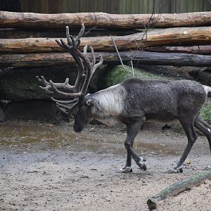 Finnish forest reindeer