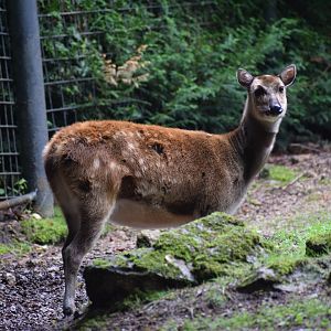Visayan spotted deer