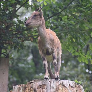 Markhor