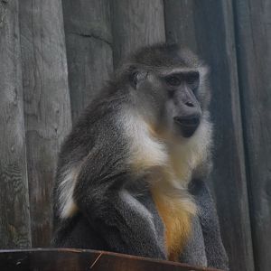 Golden-bellied mangabey
