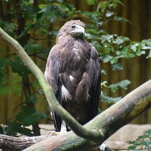 Greater spotted eagle
