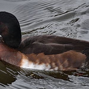 Baer's Pochard