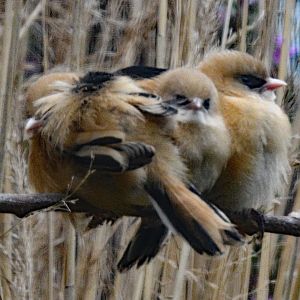 Bearded Tit Juveniles