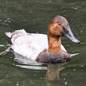 Canvasback