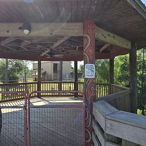 Giraffe feeding deck