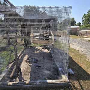 African Grey parrot cage