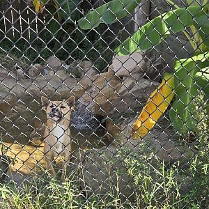 New Guinea Singing Dog