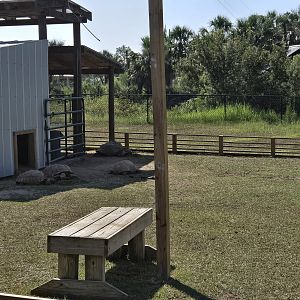 Sulcata tortoise yard