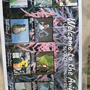 Walk through Aviary species card