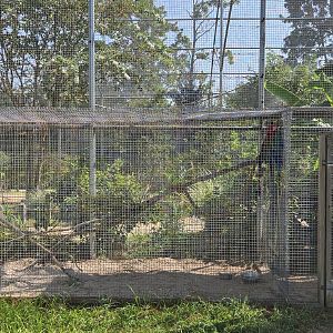 Macaw cages on exterior of walk through aviary