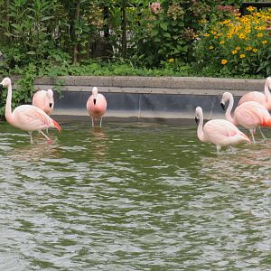 Chilean flamingos