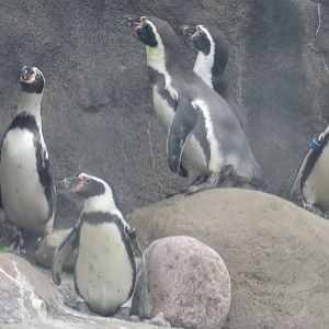 Humboldt penguins