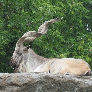 Markhor