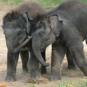 Asian elephant calves