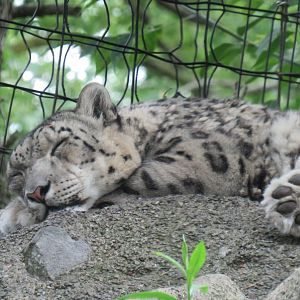 Snow leopard