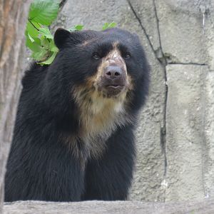 Andean bear