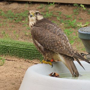 Saker falcon?