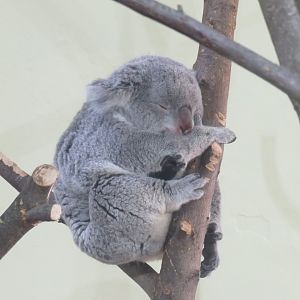 Koala