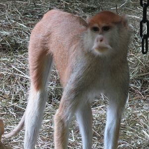Patas monkey