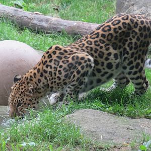 Amur leopard