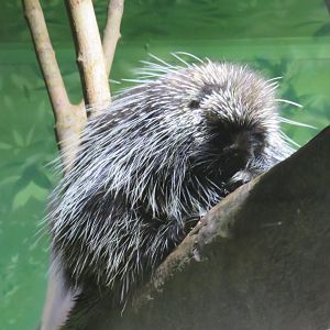 North American porcupine