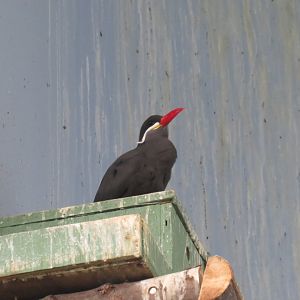 Inca tern