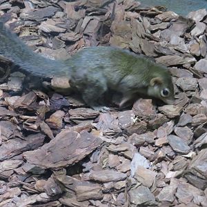 Northern treeshrew