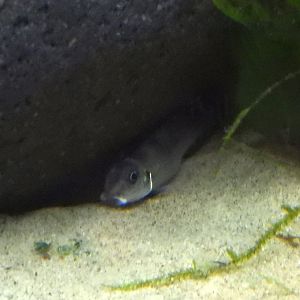 Ray-finned fish in Congo River tank (OMSI)