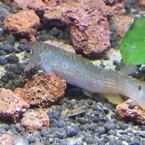 Killifish in Peruvian Stream tank (OMSI)