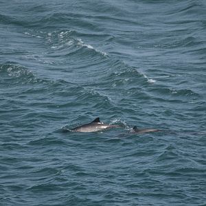 Harbour Porpoises at Point Lynas, 18th August 2024