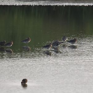 Hudsonian Godwit Among the Black-taileds at RSPB Burton Mere, 18th August 2024
