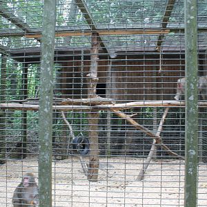 Japanese macaque enclosure