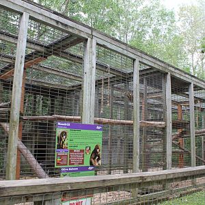 Madrill and olive baboon shared enclosure