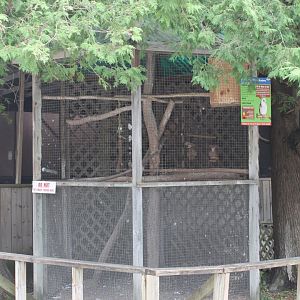 Bare eyed cockatoo exhibit