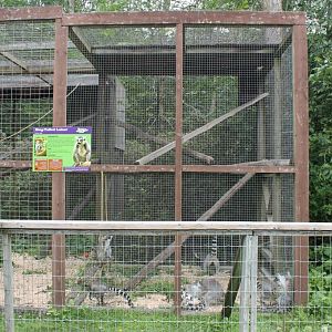 first lemur exhibit