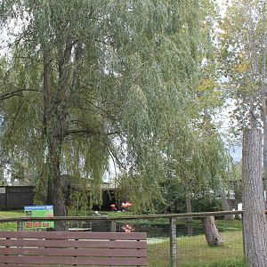 Caribbean flamingo exhibit