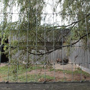 collard peccary house