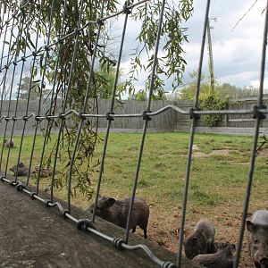 collard pecary exhibit