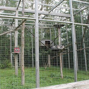 2nd lemur exhibit