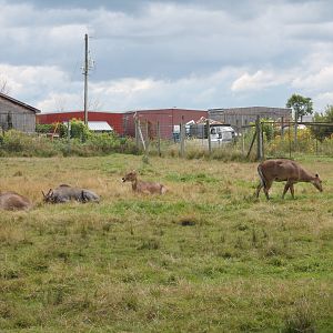 Nilgai exhibit