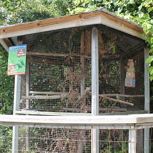Yellow-naped Amazon exhibit