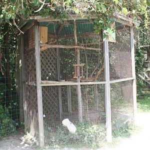 Umbrella Cockatoo exhibit