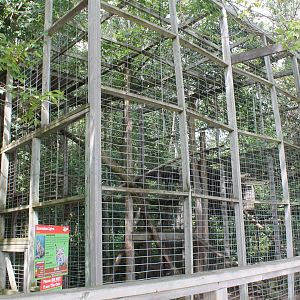 Eurasian lynx exhibit