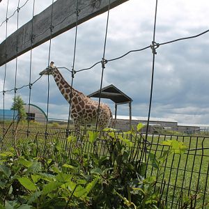 Giraffe paddock