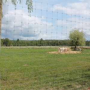 scimitar oryx enclosure